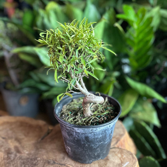 Ficus Nerifolia S Trunk 6"