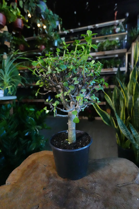 Portulacaria Afra 'Mini Jade' 6"