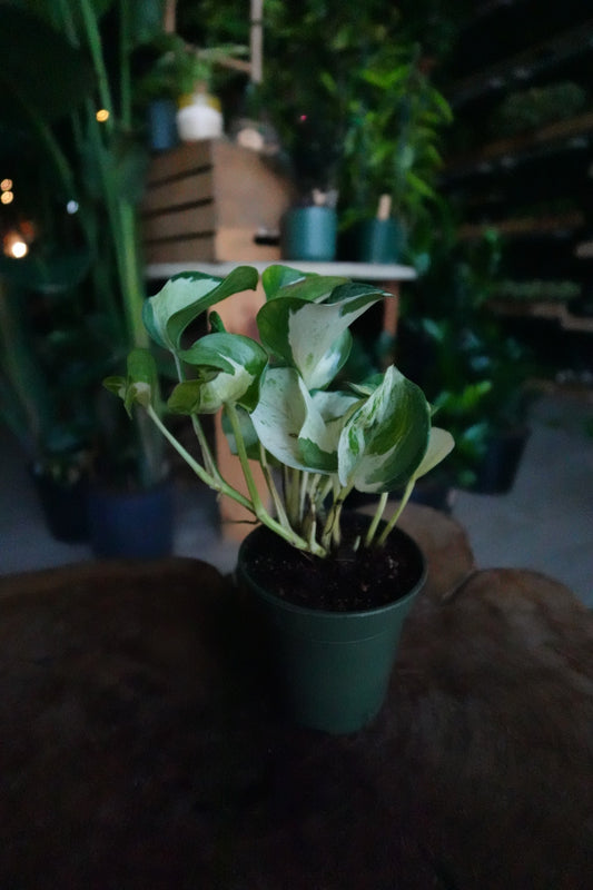 Pothos Manjula 2"