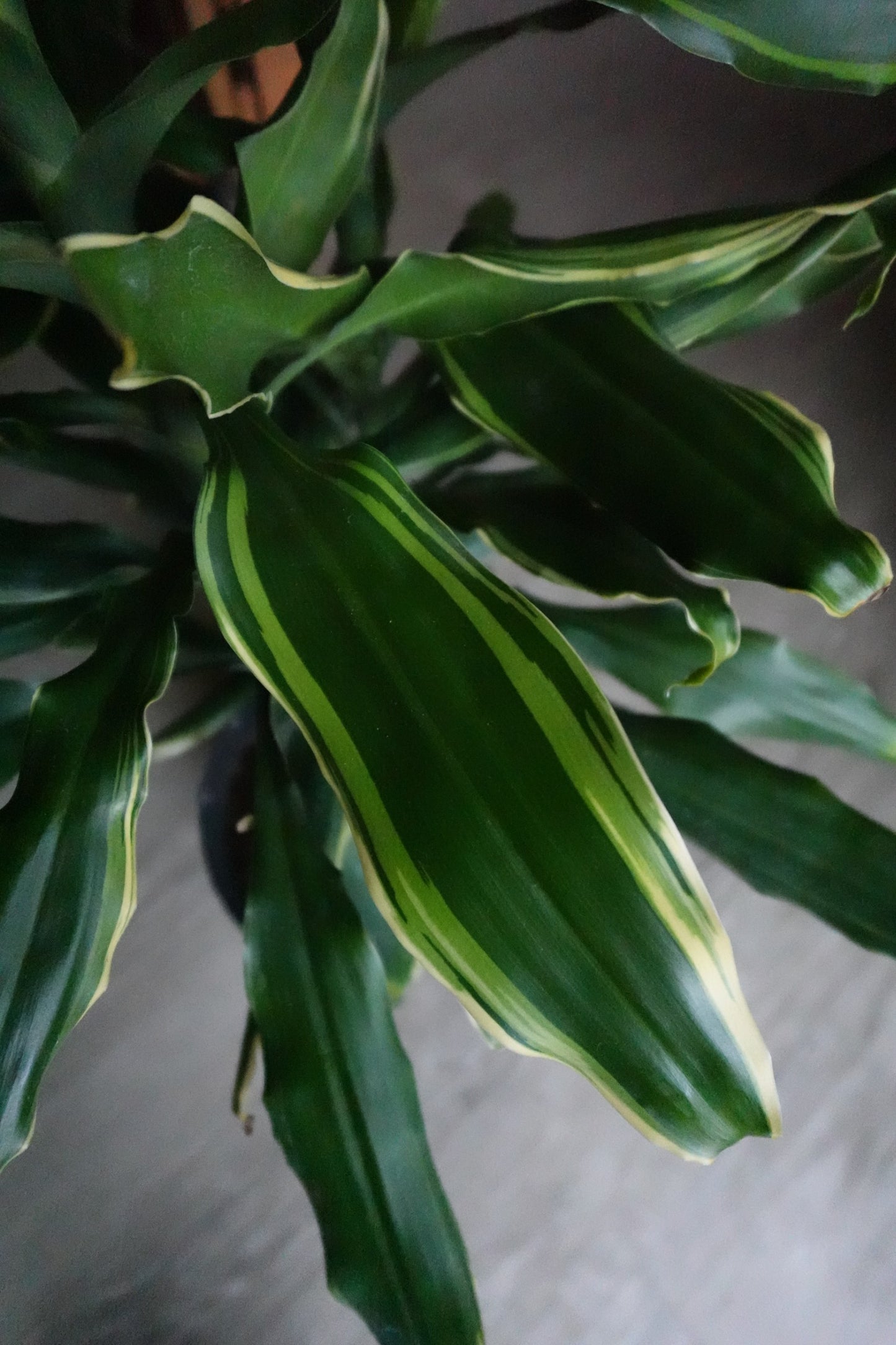Dracaena Sol 8"