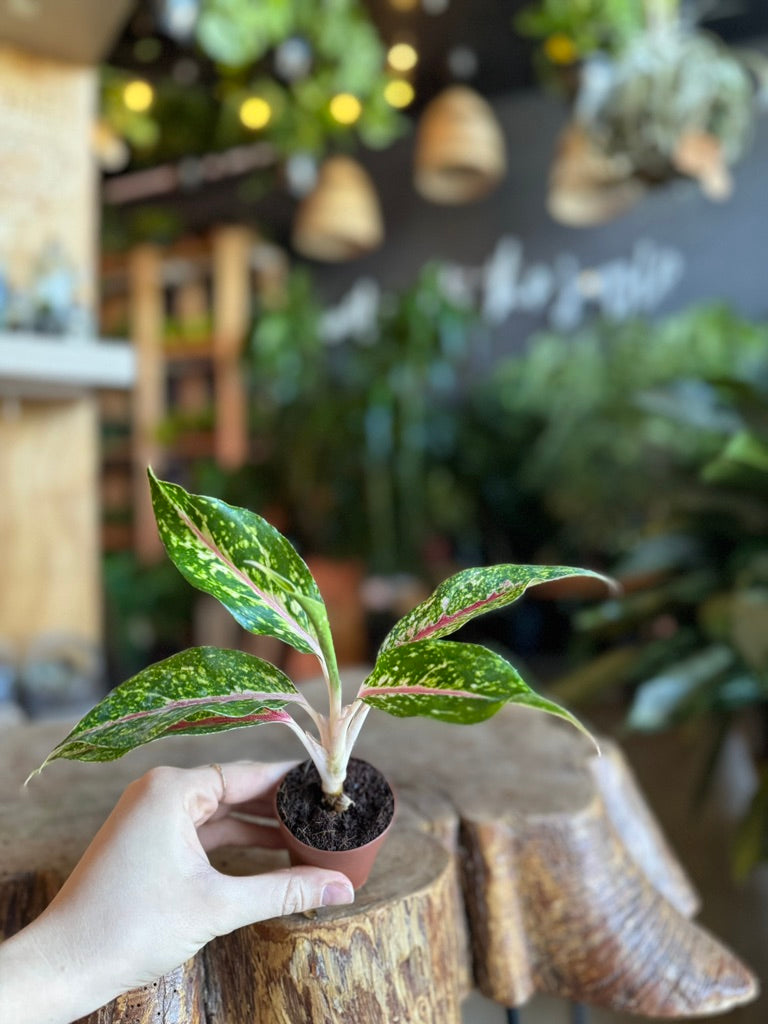 Aglaonema Night Sparkle 2”