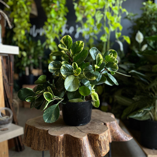 Peperomia Obtusifolia Marble 8”