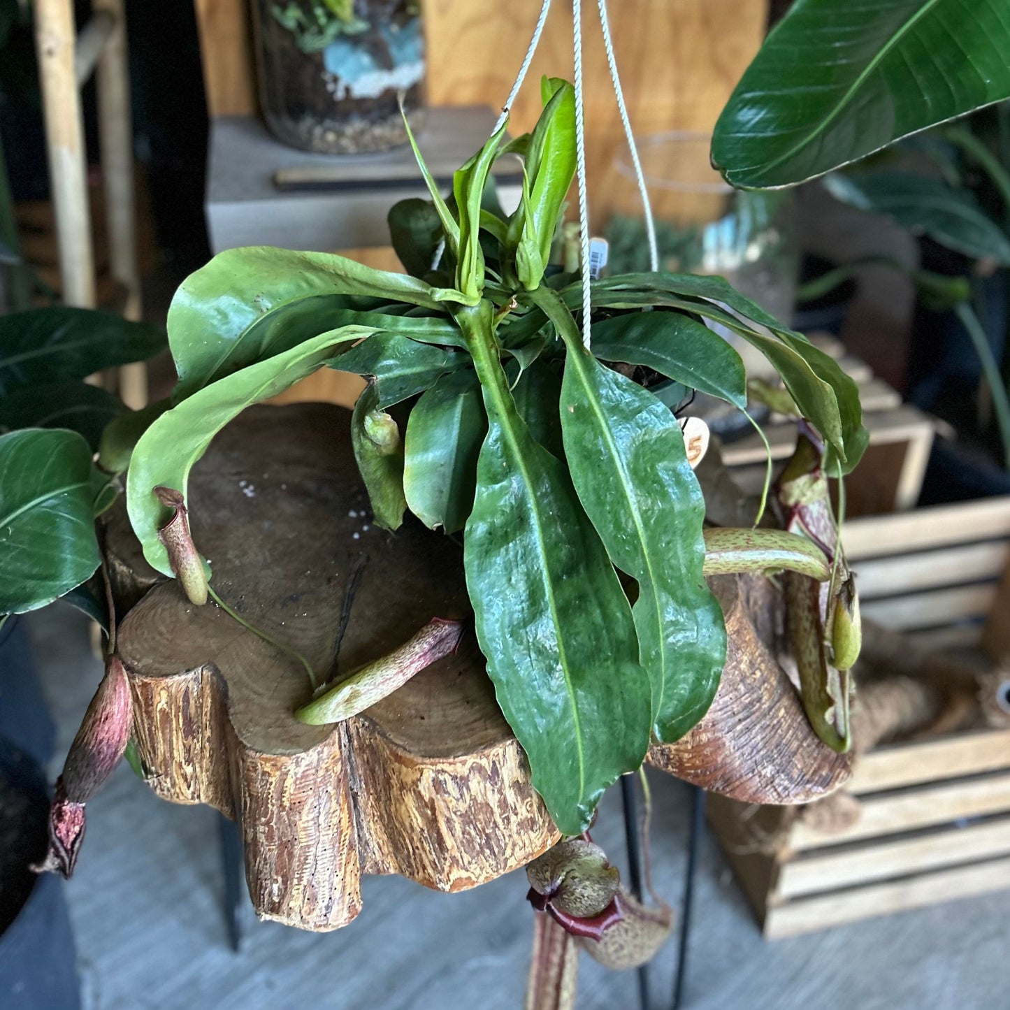 Pitcher Plant HB 8"