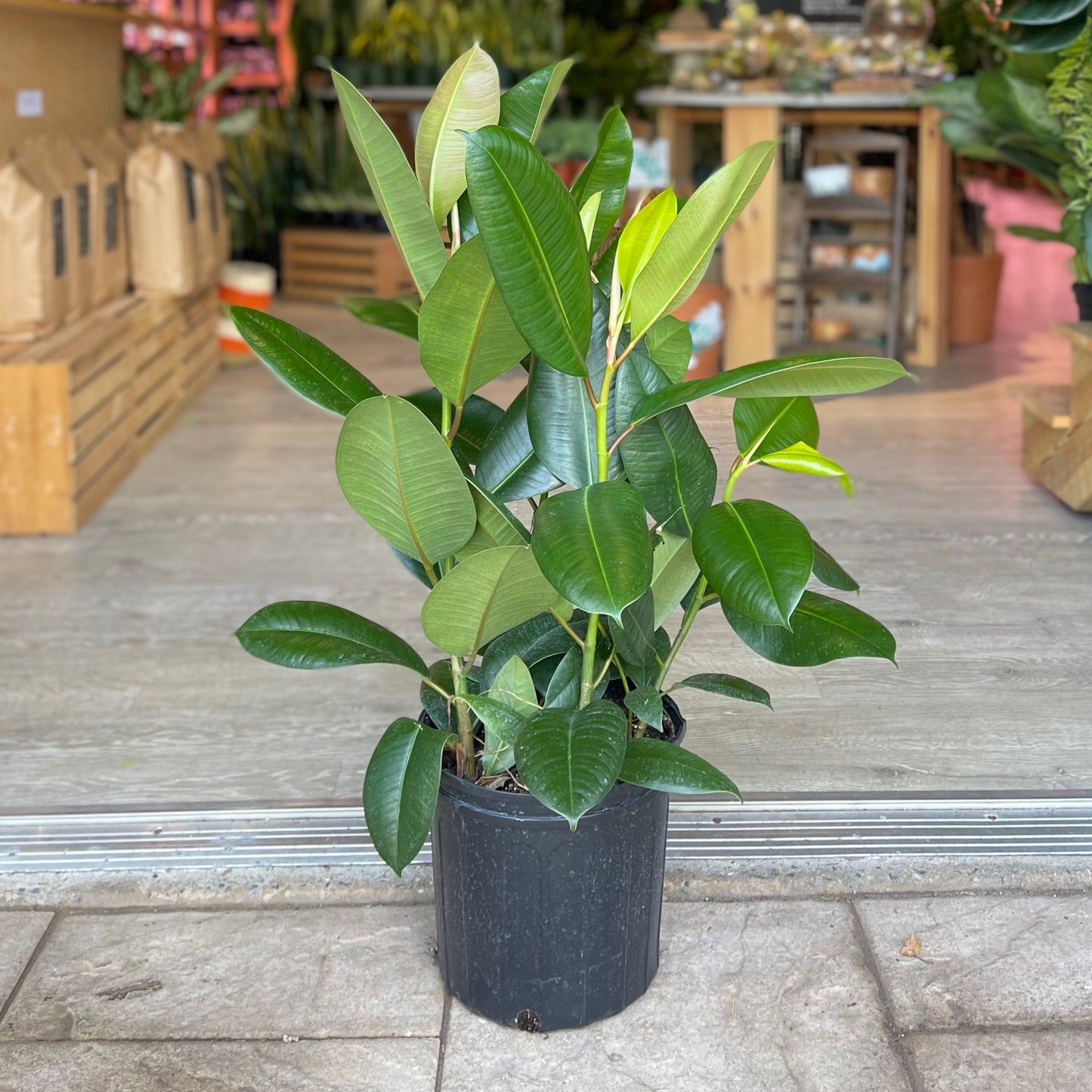 Ficus Robusta (Green Rubber Tree) 10”