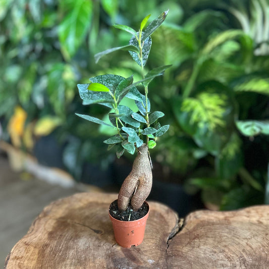Ficus Ginseng 2"
