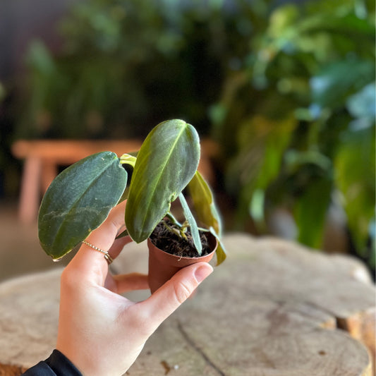 Philodendron Gigas 2.5”