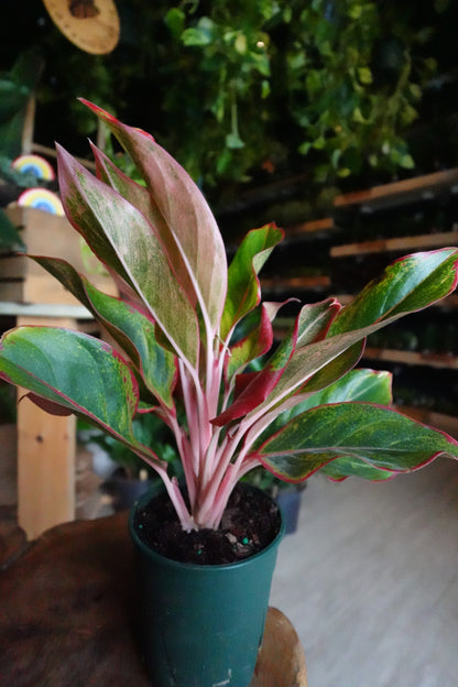 Aglaonema Red Siam 5"