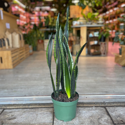 Sansevieria Silver Flame 8"