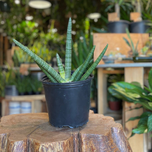 Sansevieria Starfish 8”
