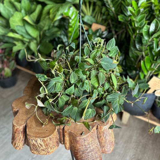 Philodendron Micans HB 8”