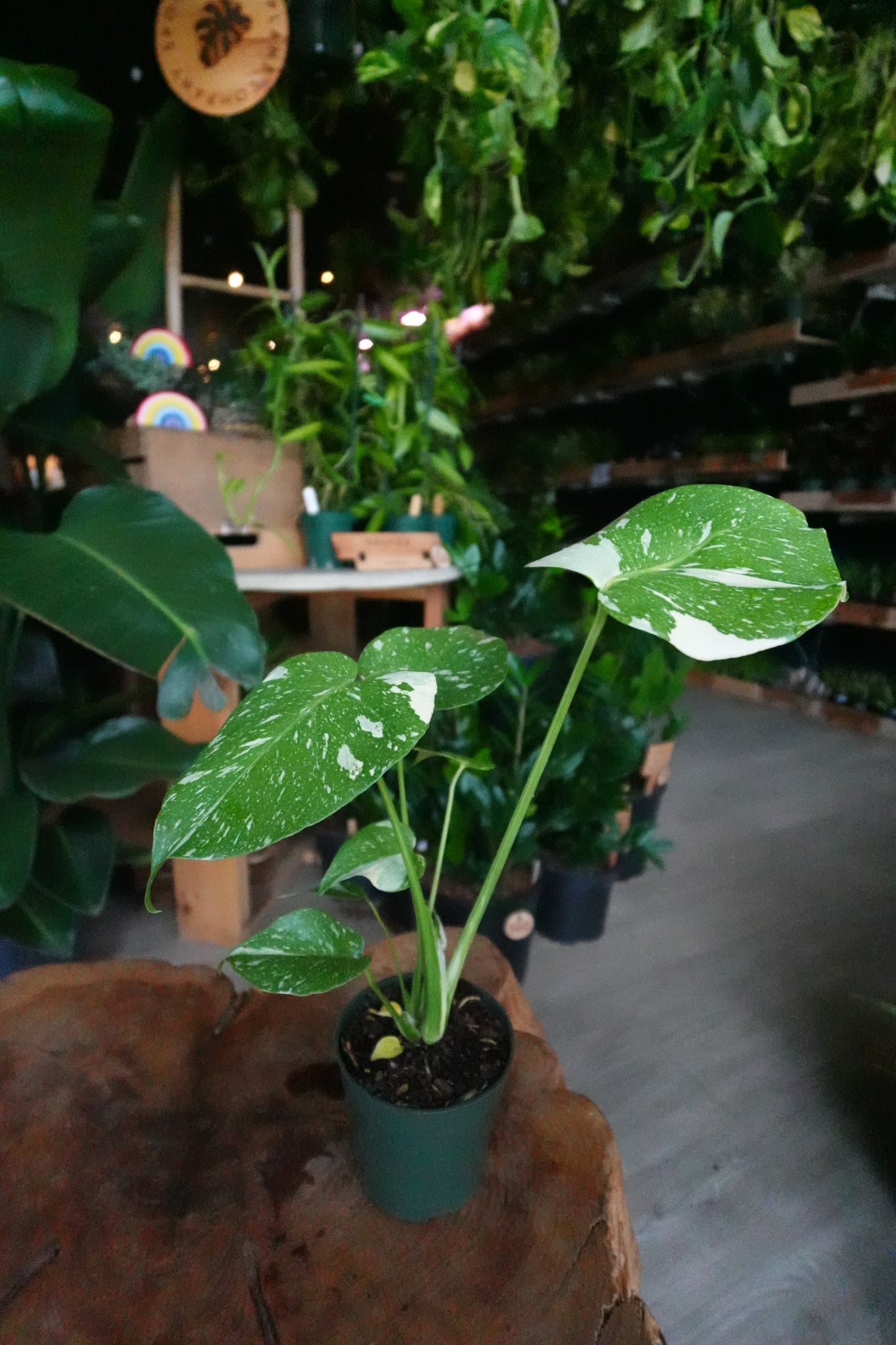 Monstera Thai Constellation 4”
