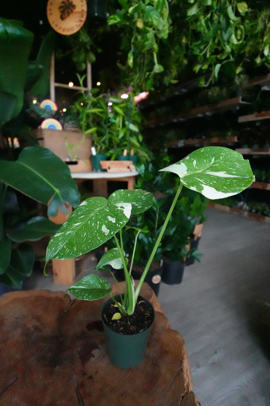 Monstera Thai Constellation 4”