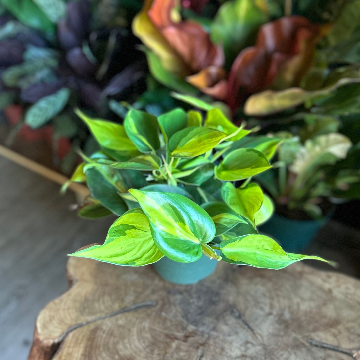 Philodendron Brasil 6"