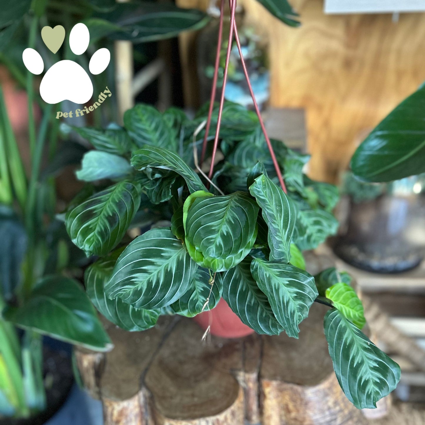 Prayer Maranta Cat Moustache 8” HB