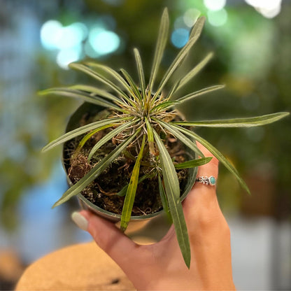 Madagascar Palm 8”