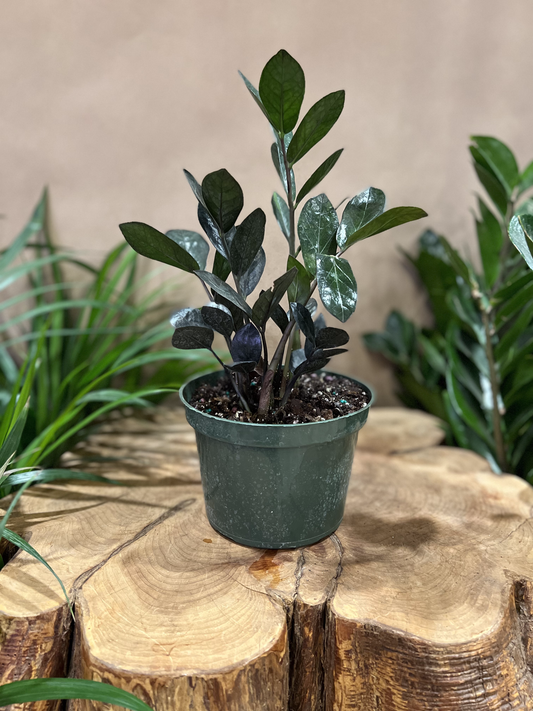 ZZ Plant Nova Star 6"