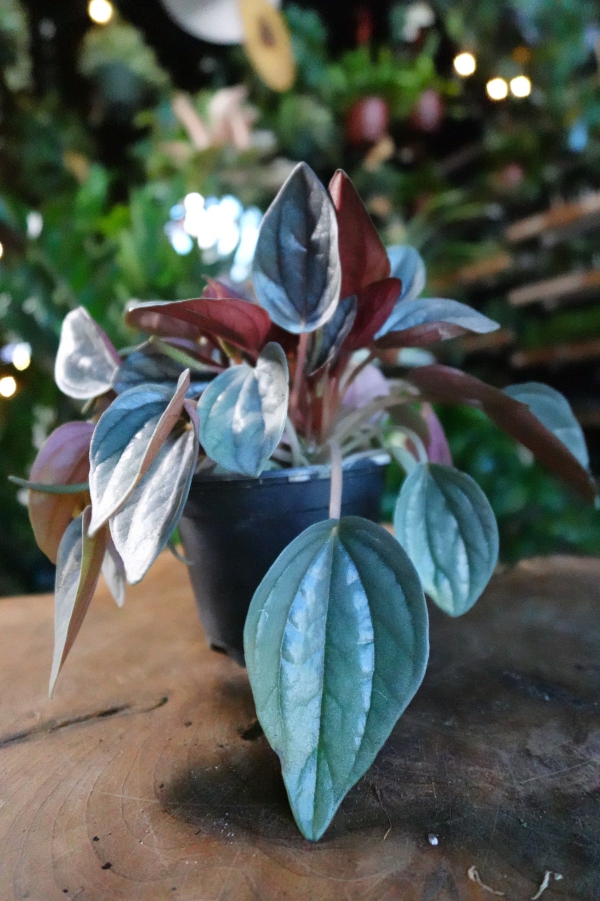 Peperomia Santorini 4"