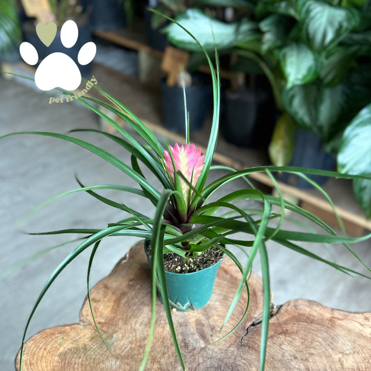 Tillandsia Cyanea 4”