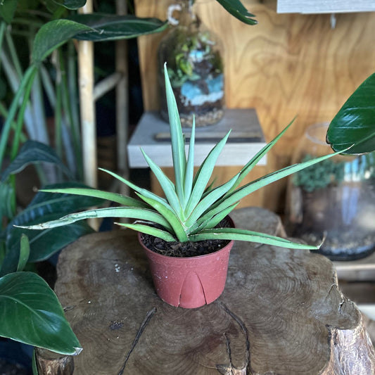 Sansevieria Silver Syreni 6"