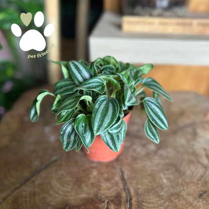 Peperomia Watermelon 4"