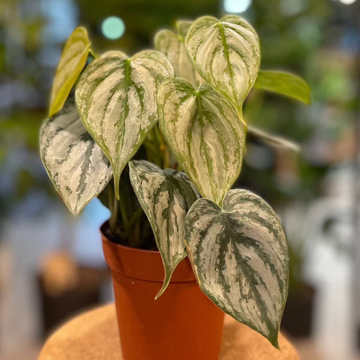 Philodendron Brandtianum 4"