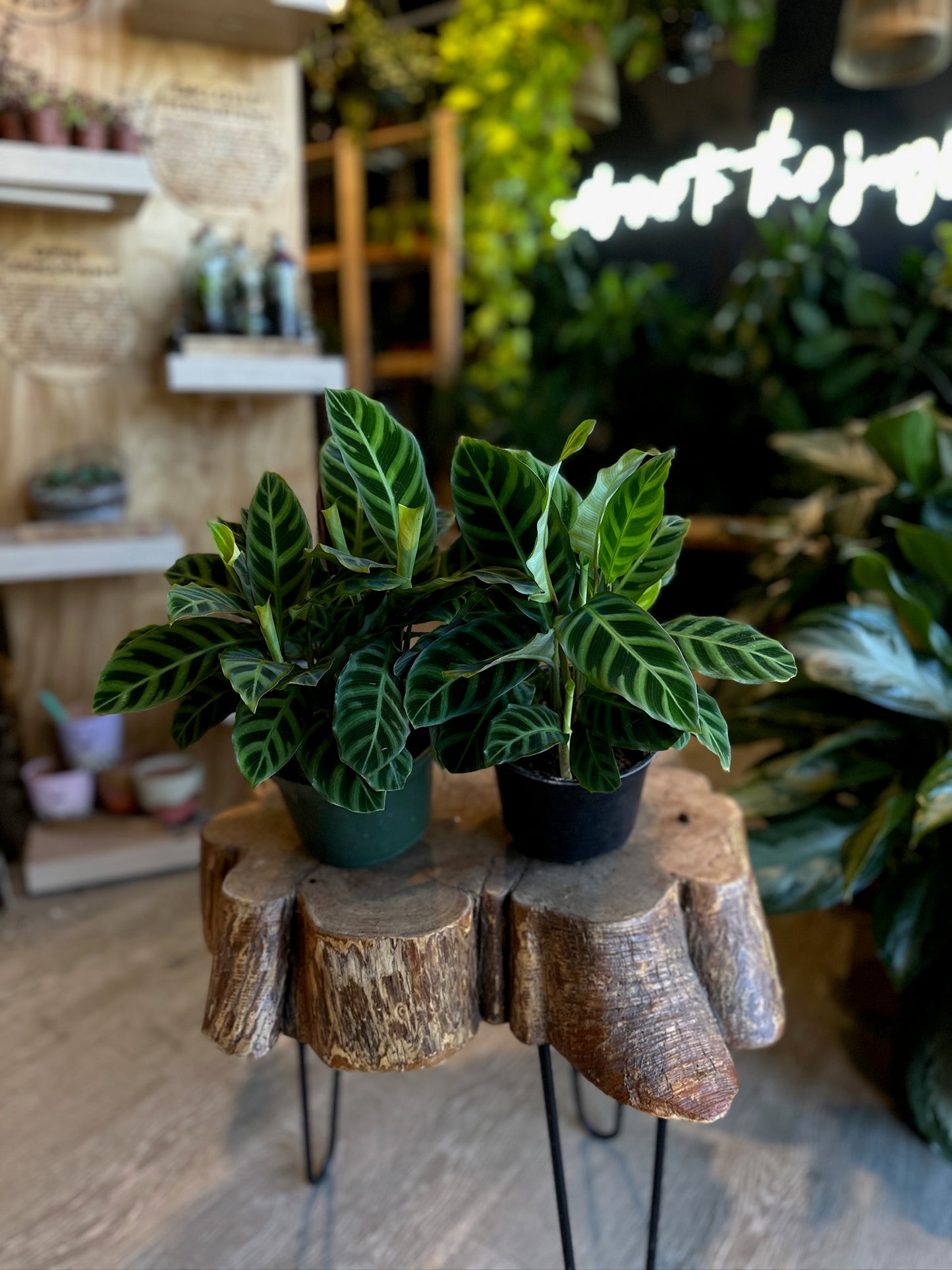 Calathea Zebrina 6”