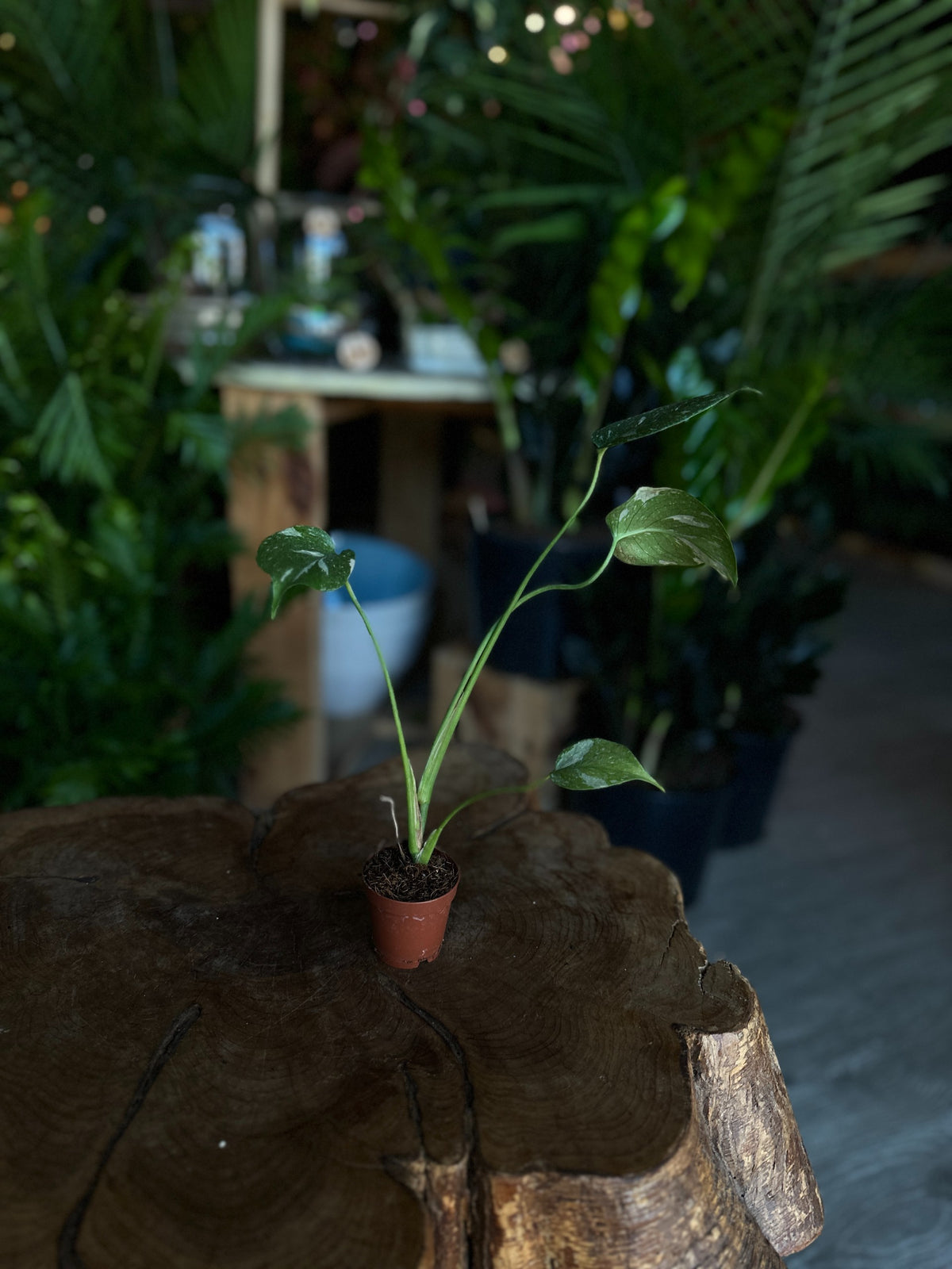 Monstera Thai Constellation 2”
