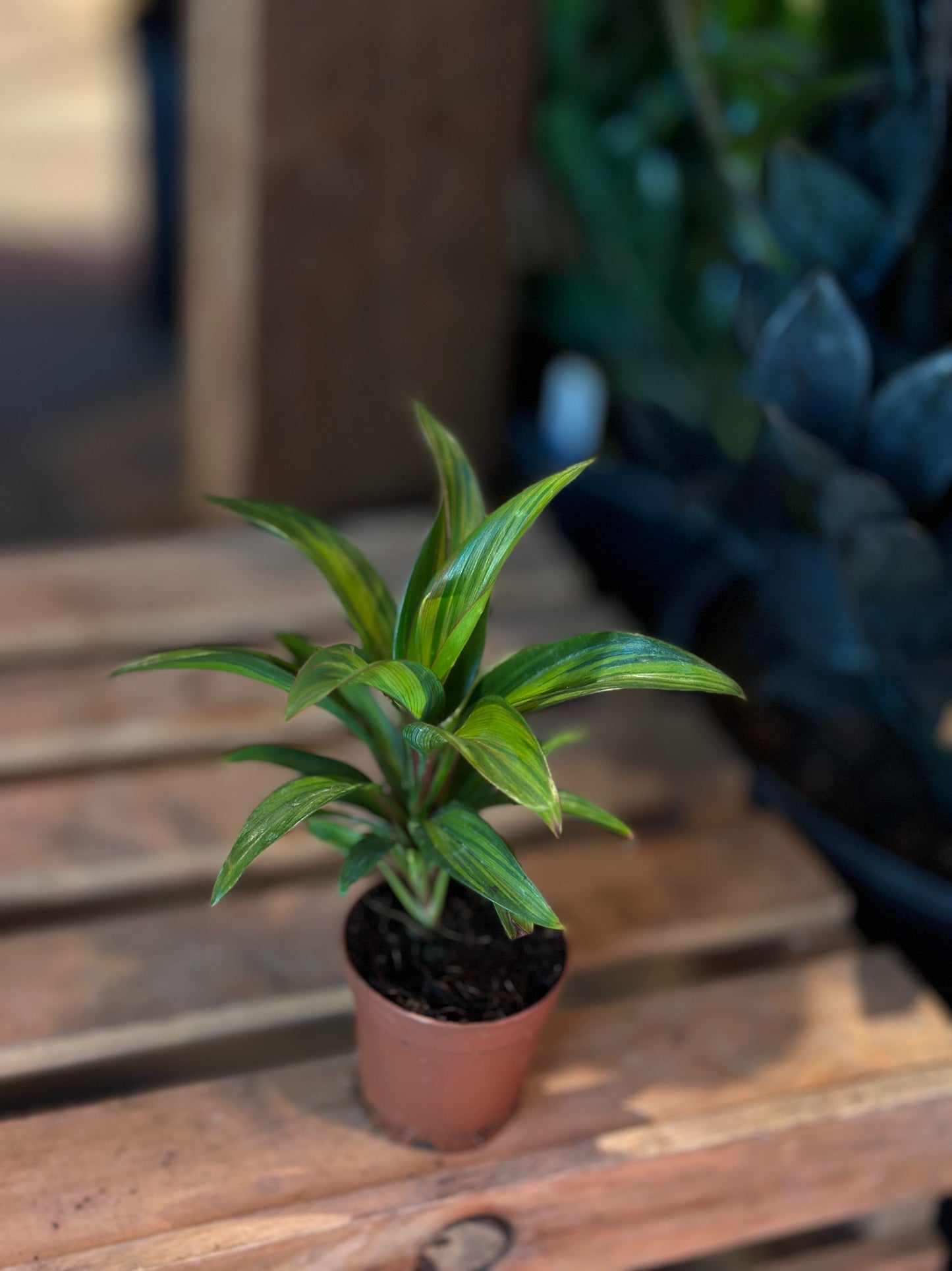 Cordyline Harleyquin 2"