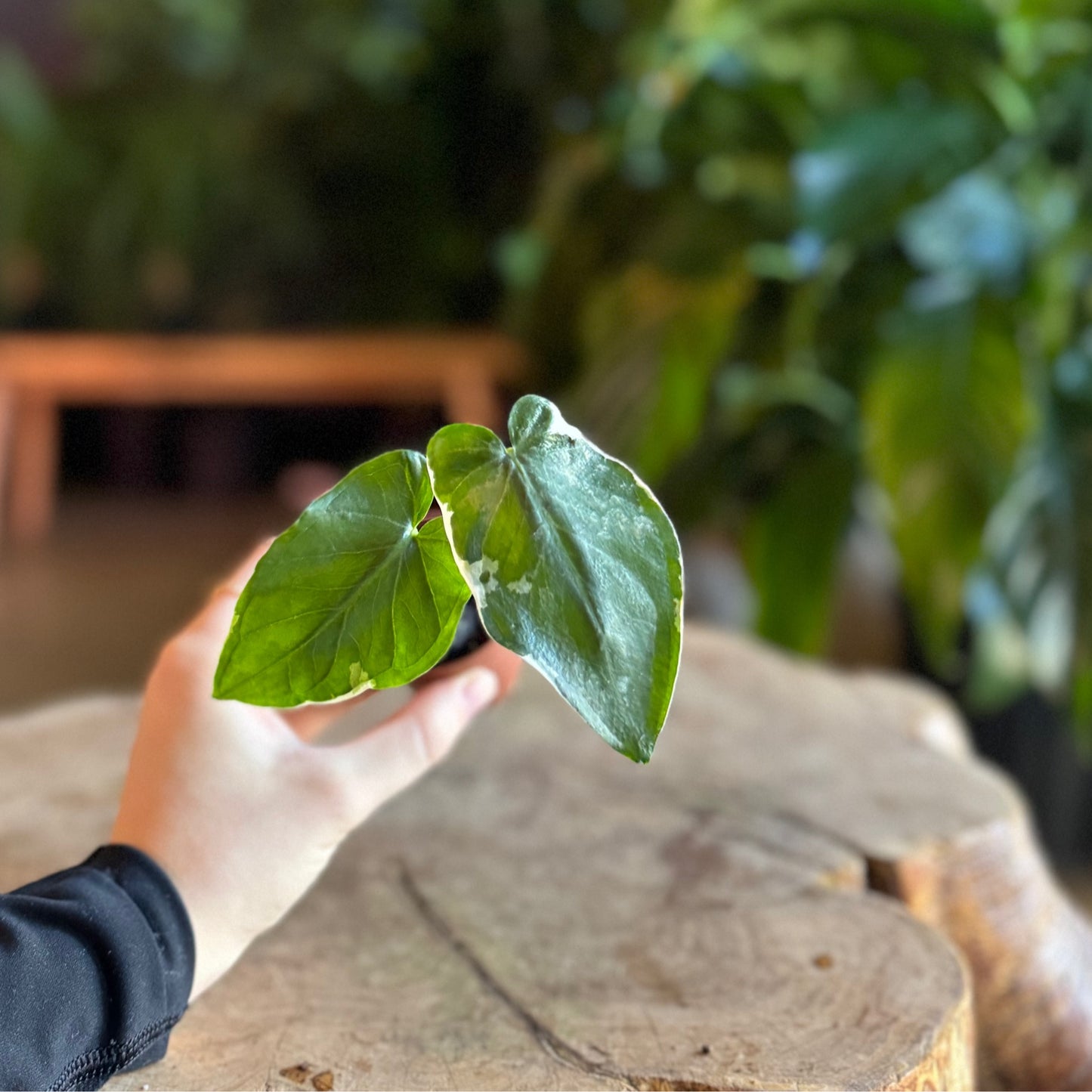 Alocasia Mickey Mouse 2”