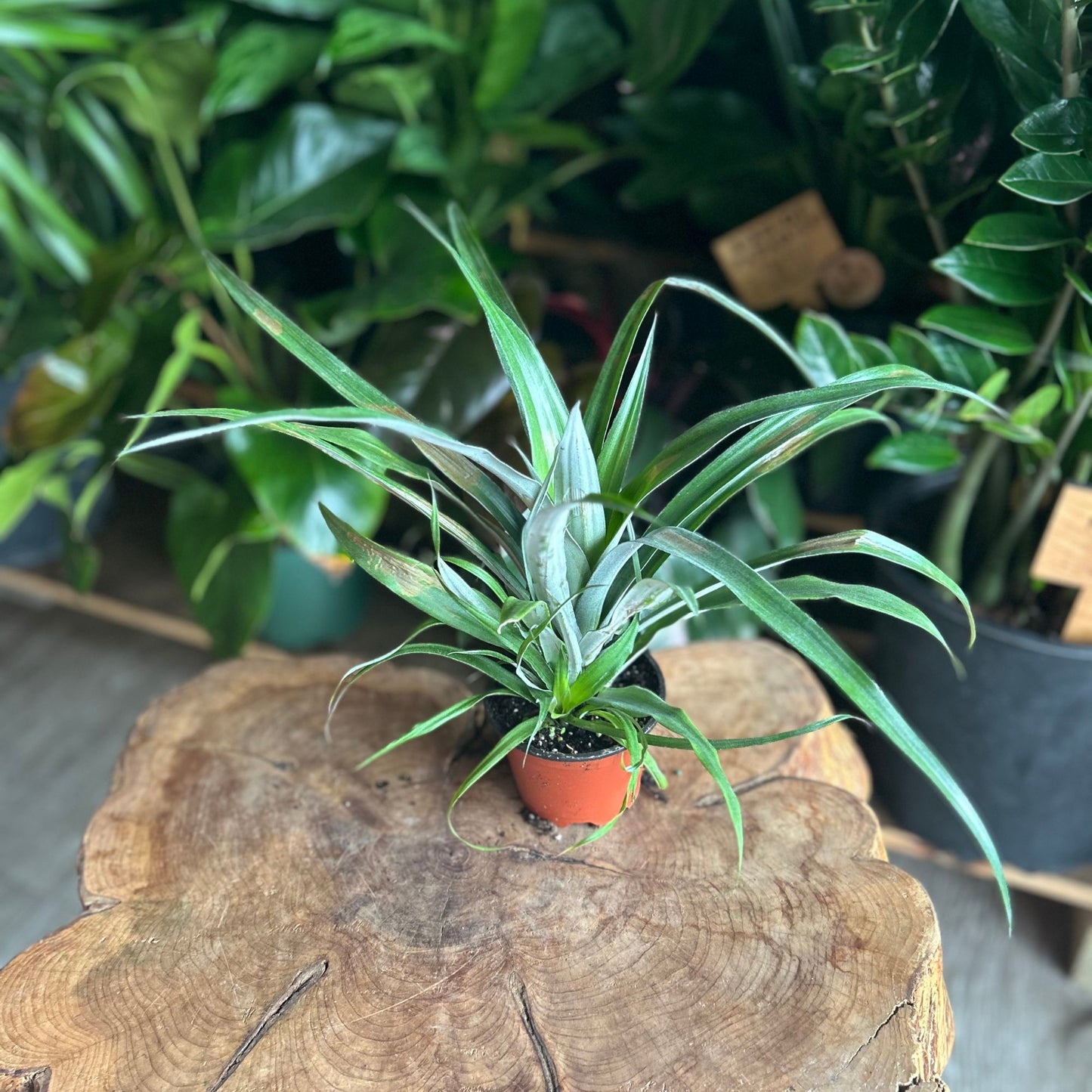 Pineapple Plant 4"