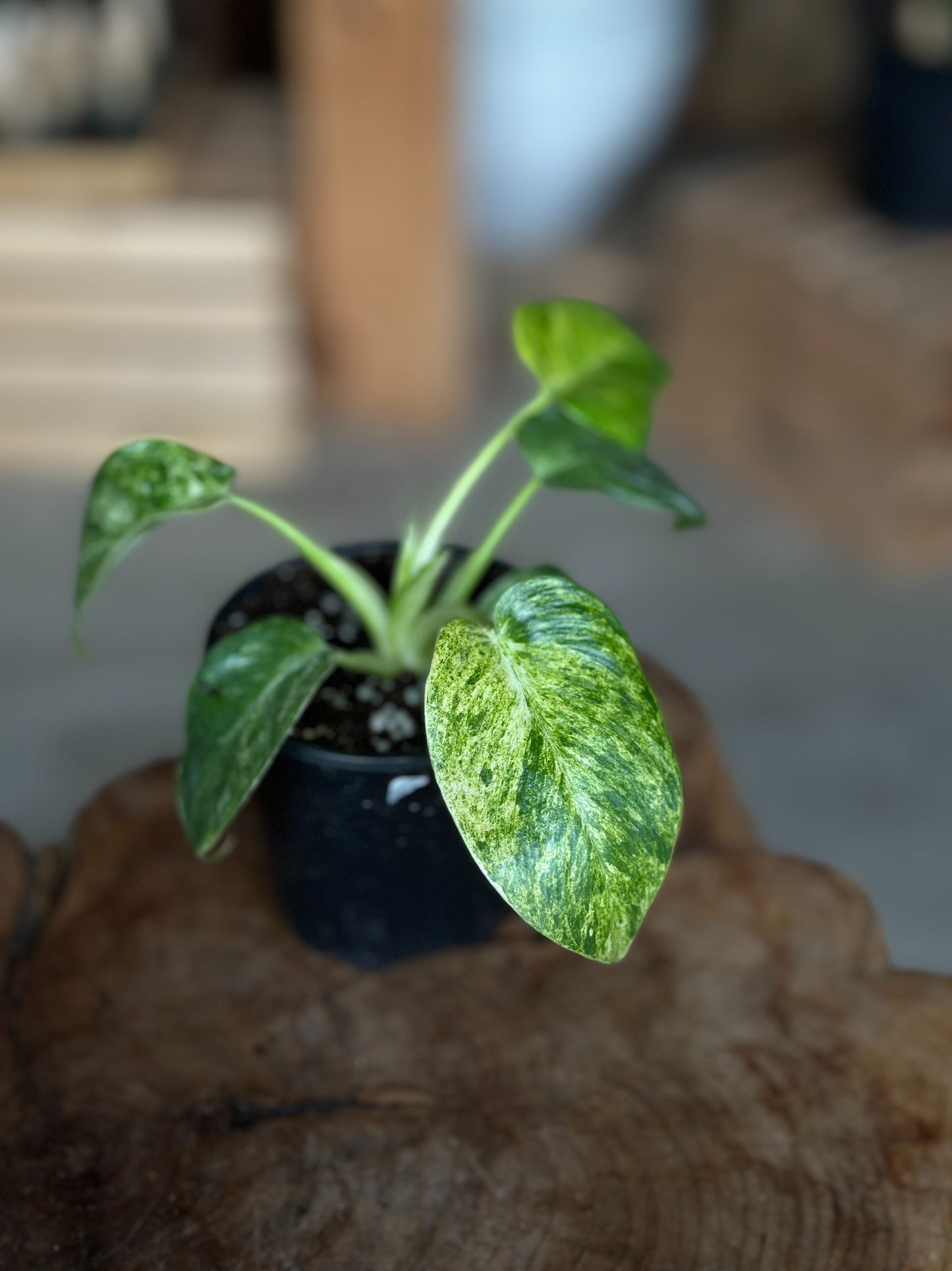 Philodendron Giganteum Blizzard 4"