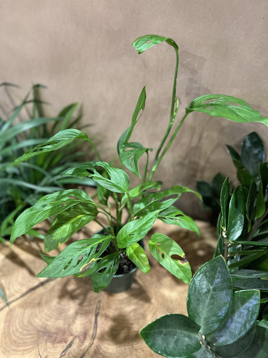 Monstera Adansonii (Swiss Cheese) Narrow Form 4”