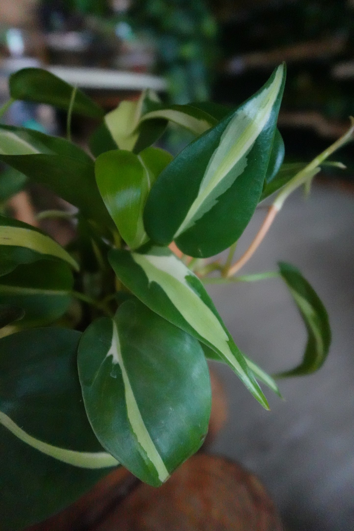 Philodendron Silver Stripe 4"