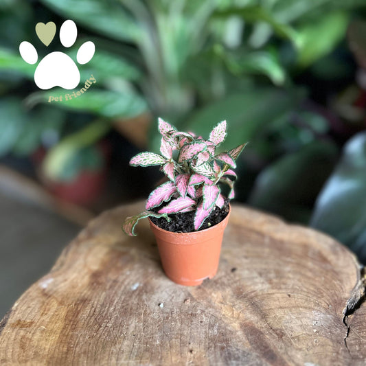 Fittonia Mosaic Pink Forest 2"