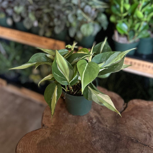 Philodendron Rio 4”