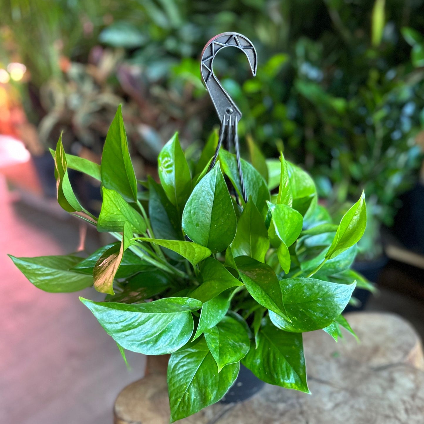 Pothos Jade HB 8"