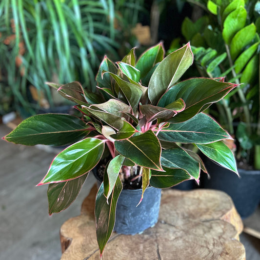 Aglaonema Pink Diamond 8"