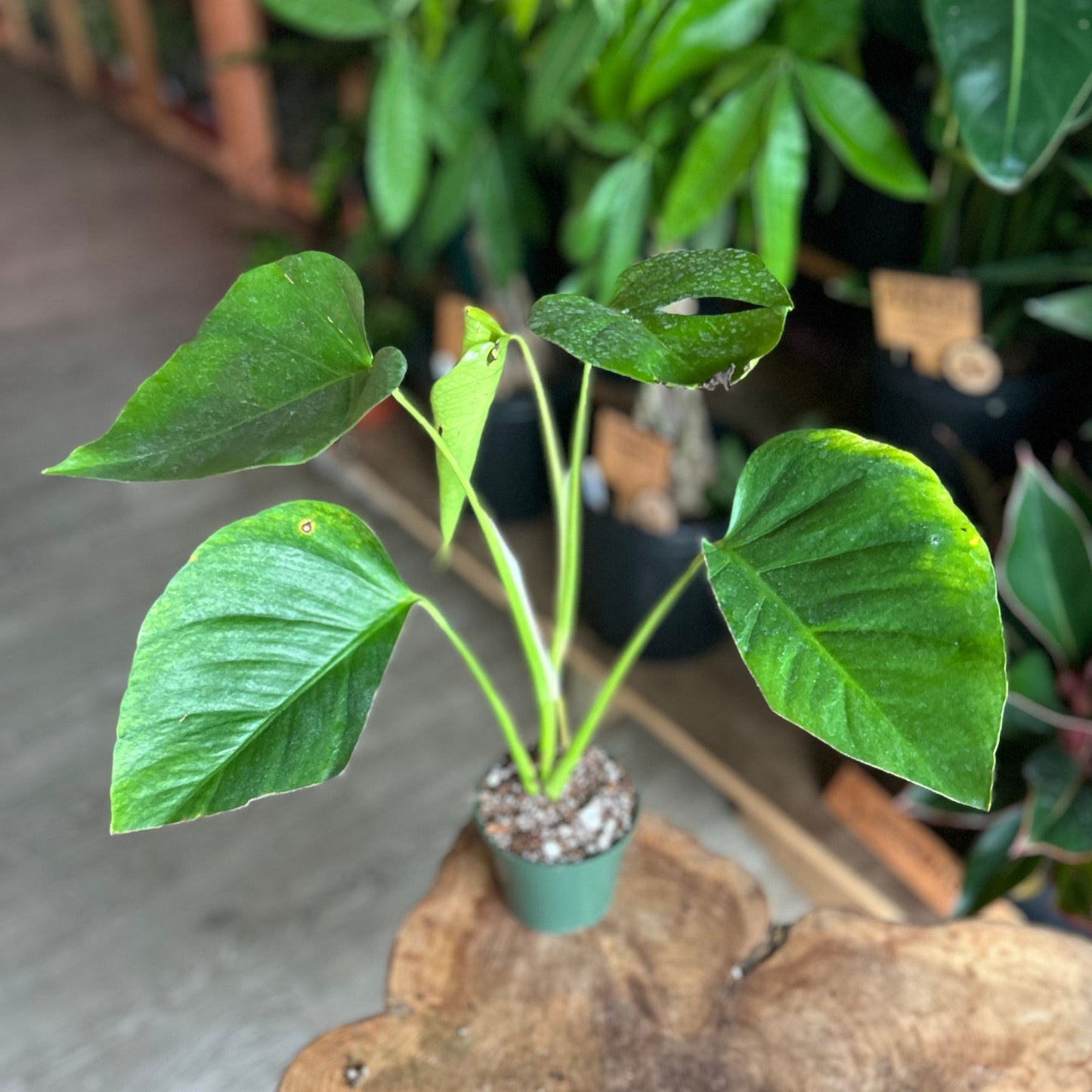 Monstera Sierrana 4"