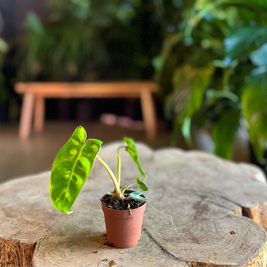 Philodendron Billeatiae Croat 2”