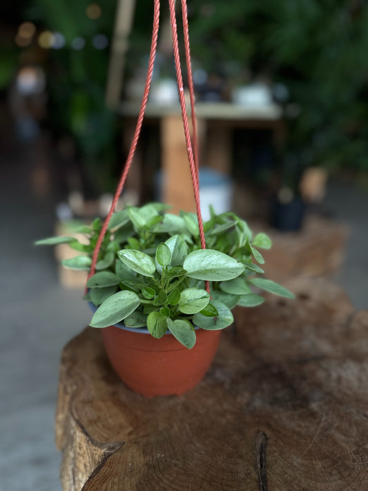 Peperomia Pixie Lime 6" HB