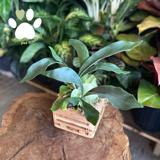 Staghorn Basket