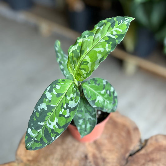 Aglaonema Pictum Green Tricolor 3"