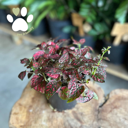 Polka Dot Plant 4"