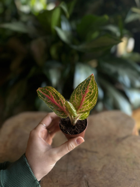 Aglaonema Golden Powder 2”