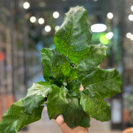 Calathea Musaica 4.5”