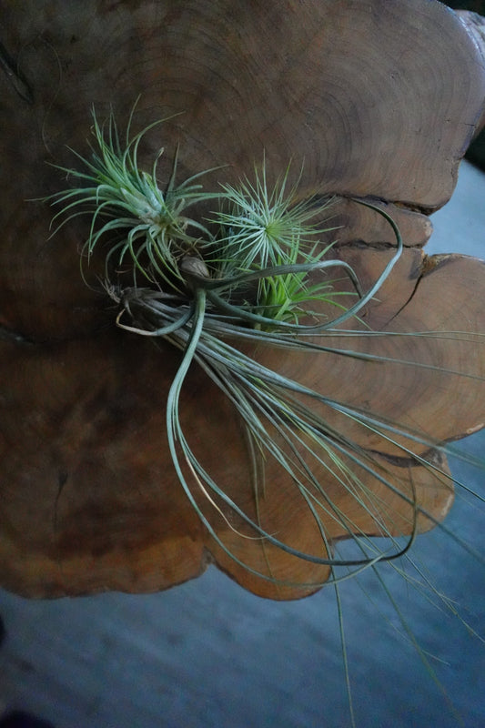 Tillandsia Standard (Air Plant)