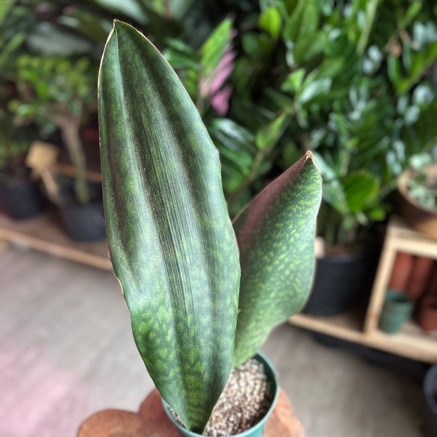 Sansevieria Shark Fin 6”