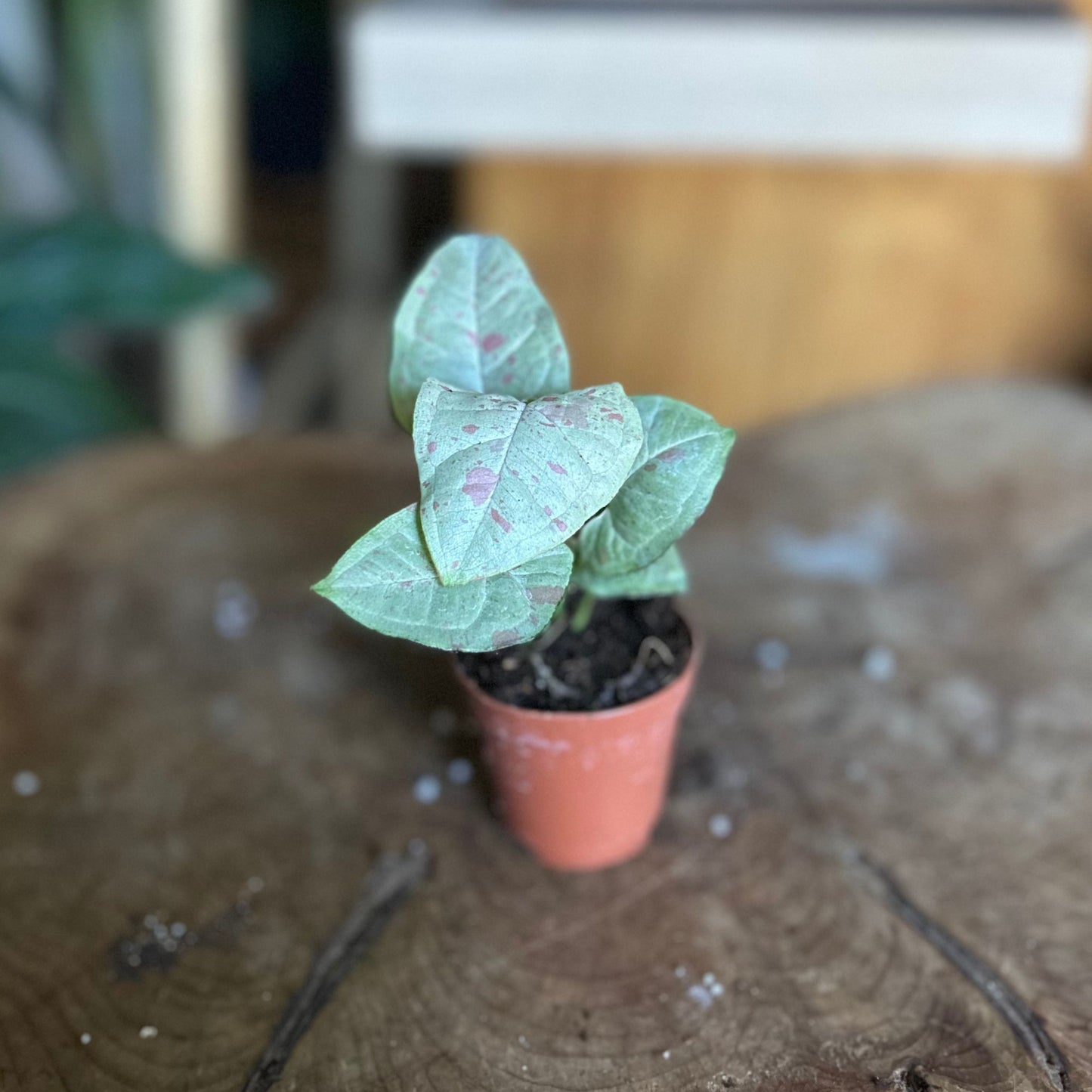 Syngonium Confetti 2”