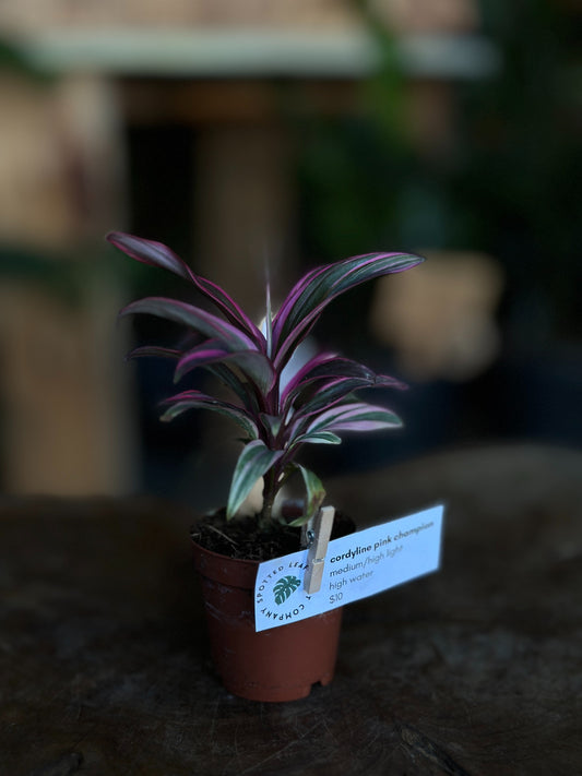 Cordyline Pink Champion 2"