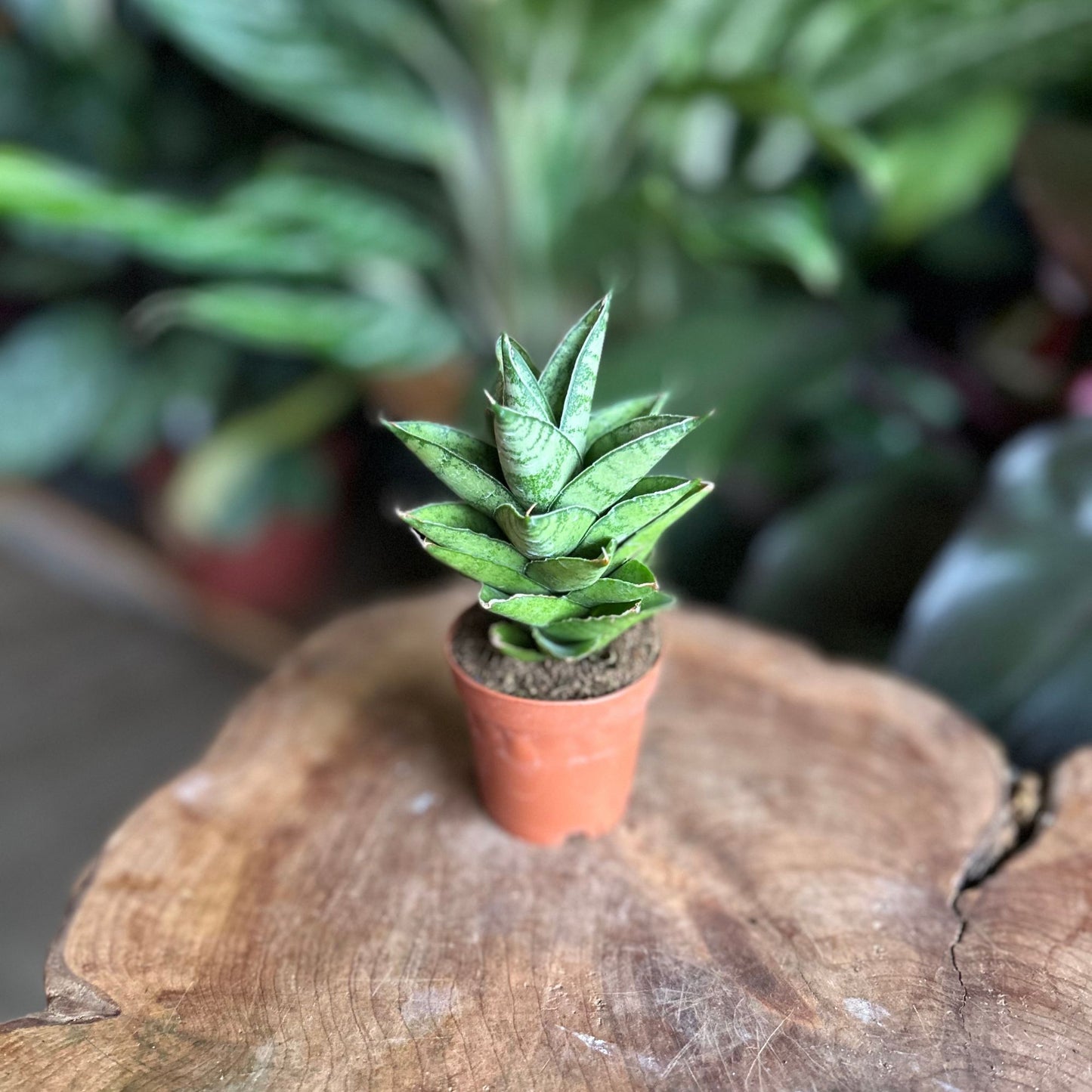 Sansevieria Pagodah Green 2"